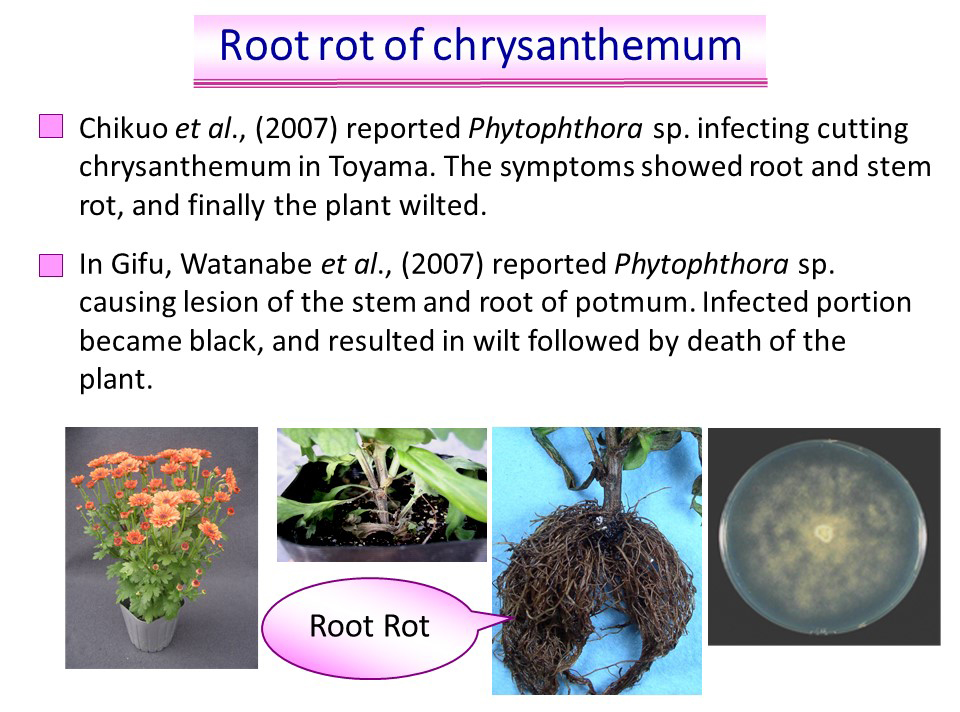   Phytophthora chrysanthemi  causing root rot of chrysanthemun; slide provided by Koji Kageyama and Meherun Naher, Gifu University, Japan 
